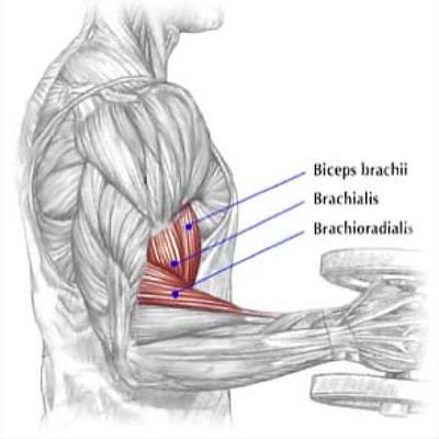 elbow flexor anatomy